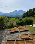 Panama - Finca Alto Bambito Geisha Washed