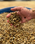 Colombia - Clearpath Coffee Finca Capilla De Rosario Lychee CF