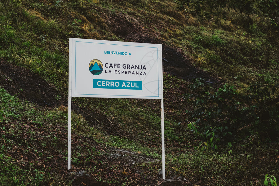 Colombia - Cerro Azul Geisha Hybrid Washed