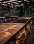 Panama - El Burro Geisha 1301 Natural Lot 16