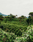 Panama - Michella Estate Typica Washed