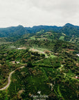 Panama - Michella Estate Typica Washed