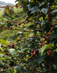 Colombia - Mandela Vieux - Cafe Granja La Esperanza