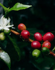 Panama - Elixer Catuai, Savage Coffees