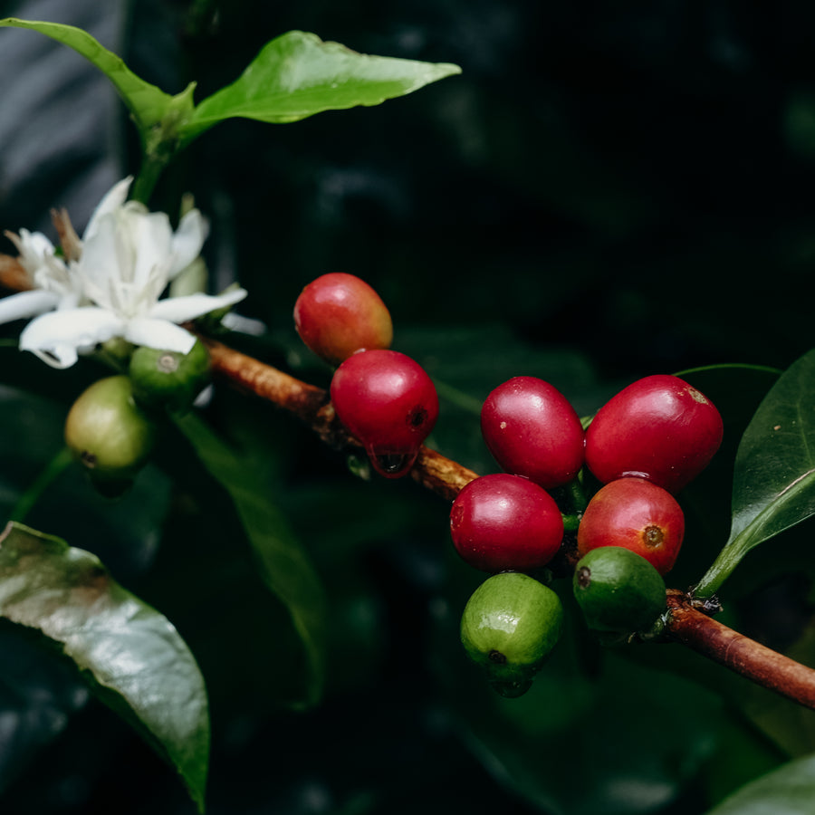 Panama - Elixer Catuai, Savage Coffees
