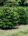 Costa Rica - Typica Warm Anaerobic