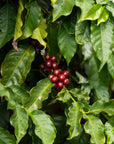 Panama - Project Hachi,  HATSUKO Rocky Mountain