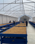 Costa Rica - Hacienda Copey Itadaki Geisha Washed Lot 177