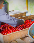 Colombia - Cafe Granja La Esperanza Cerro Azul Geisha Hybrid Washed