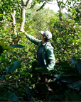 Panama - Finca Alto Bambito Geisha Honey
