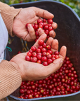 Colombia - Cafe Granja La Esperanza Cerro Azul Geisha Hybrid Washed