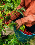 Colombia - Clearpath Coffee Finca Capilla De Rosario Lychee CF