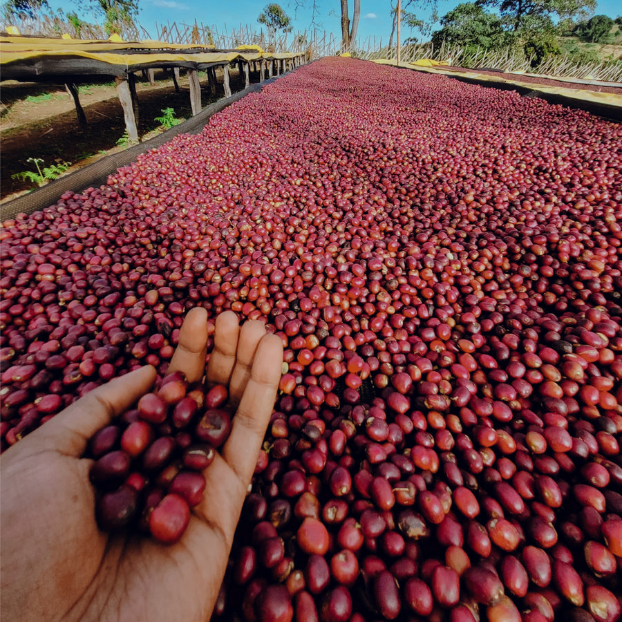 Ethiopia - Guji Shakiso Mormora