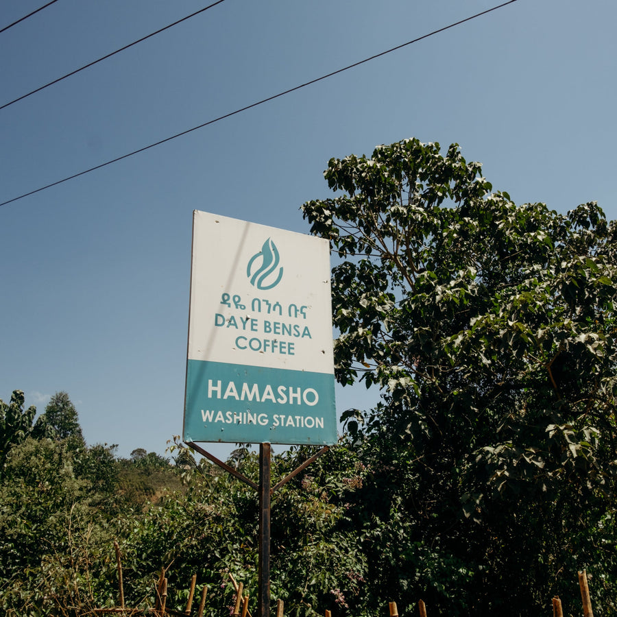 Ethiopia - Hamasho Village Anaerobic 72 Hours