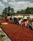 Ethiopia - Bombe Village Anaerobic 72 Hours