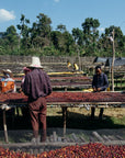 Ethiopia - Bombe Village Anaerobic 72 Hours