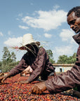 Ethiopia - Bombe Village Anaerobic 72 Hours