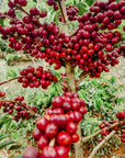 Ethiopia - Benti Nenka Guji Hambela