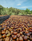 Ethiopia - Benti Nenka Guji Hambela