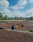 Ethiopia - Yirgacheffe Banko Chelbesa