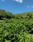 Guatemala - Finca El Chorro