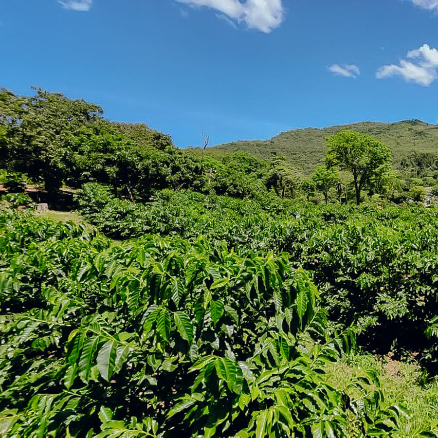 Guatemala - Finca El Chorro