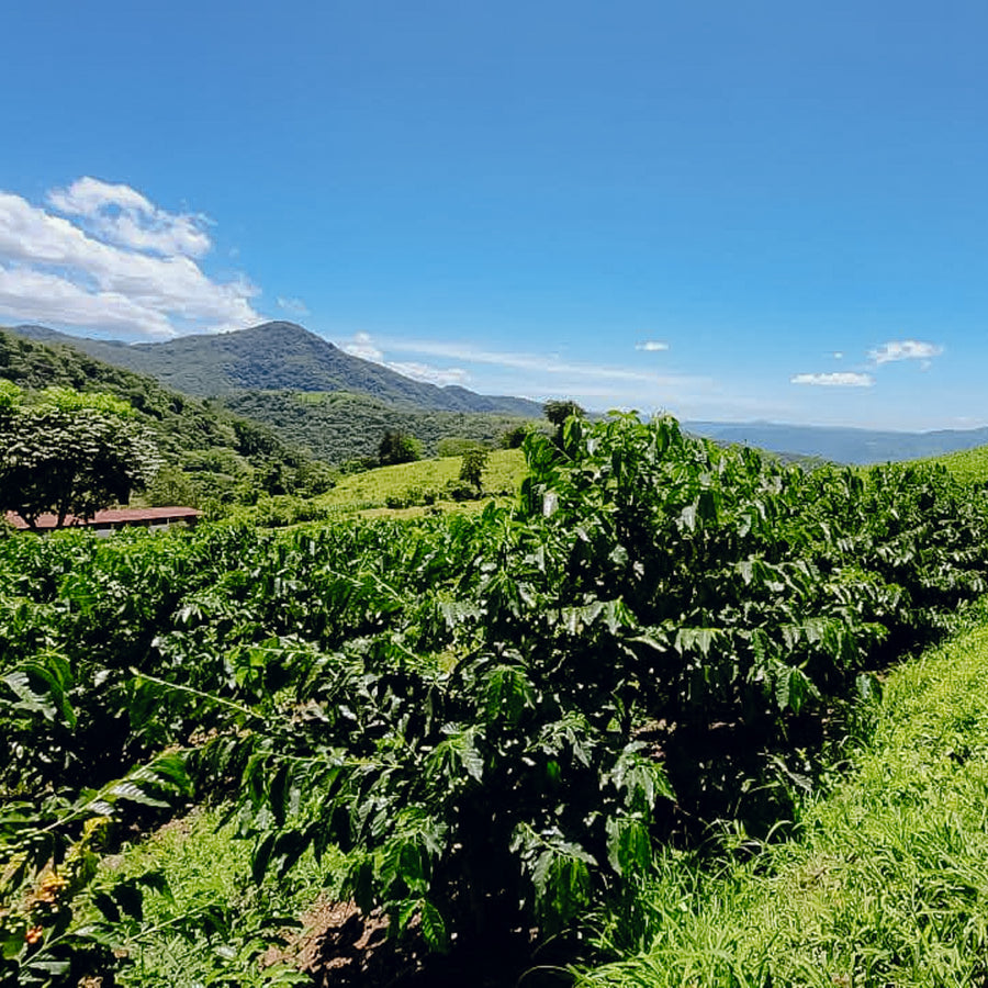 Guatemala - Finca El Chorro