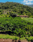 Guatemala - Finca El Chorro