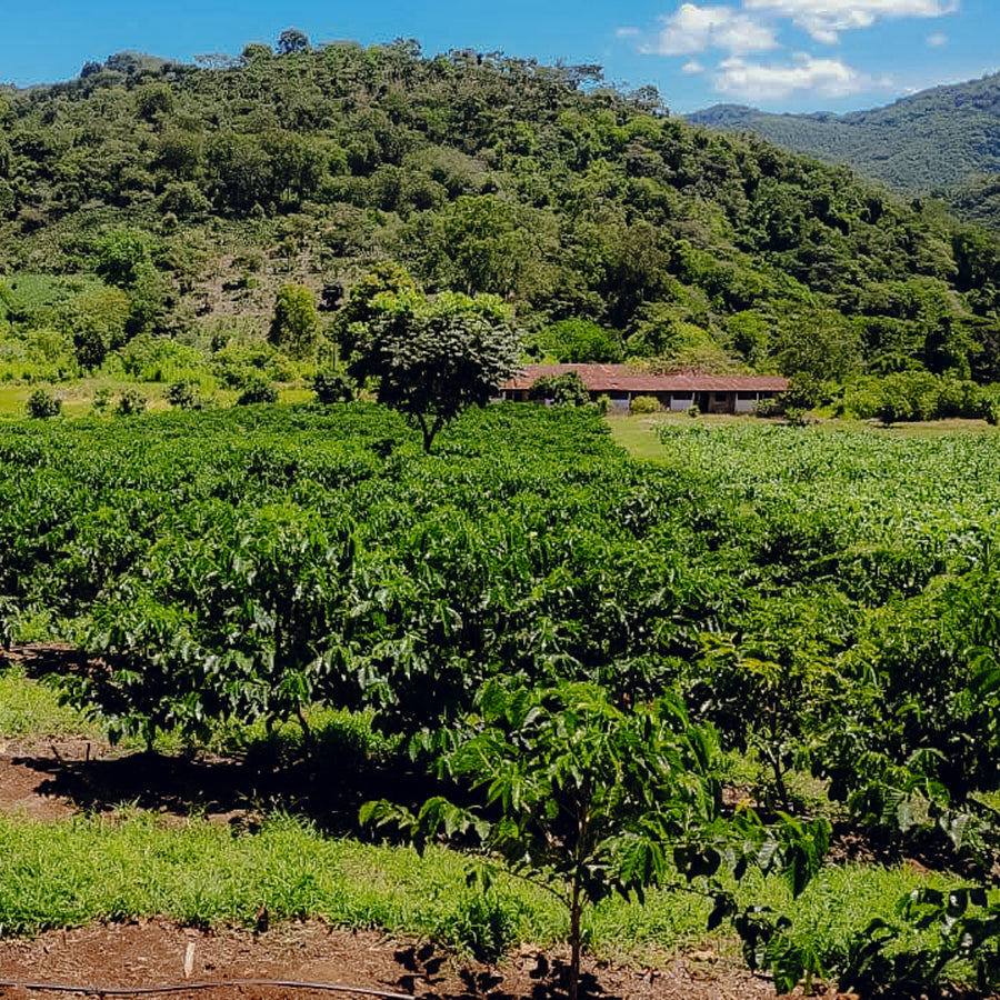 Guatemala - Finca El Chorro