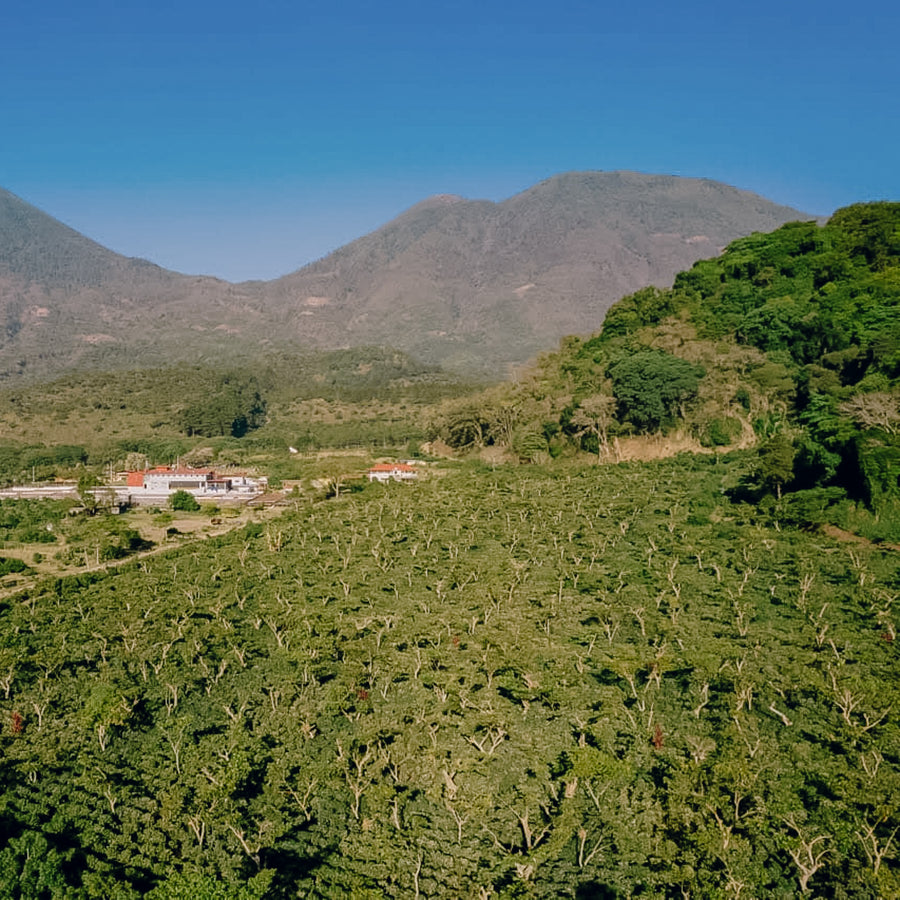 Guatemala - Geisha Finca La Cabana