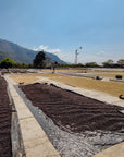 Guatemala - Finca Pampojila