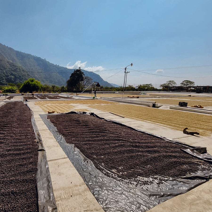 Guatemala - Finca Pampojila