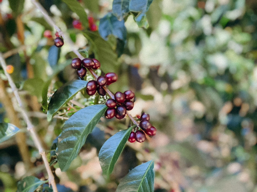 Costa Rica - Don KS Geisha, Hacienda Copey