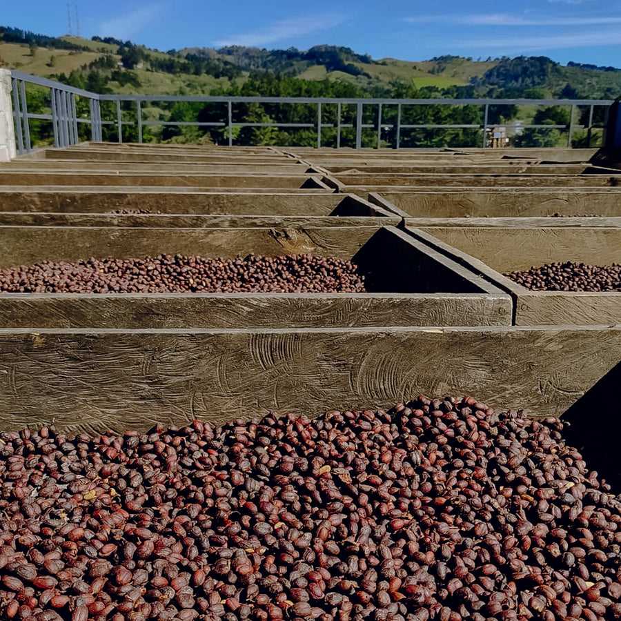 Honduras - Finca Mira Flores Lot 22