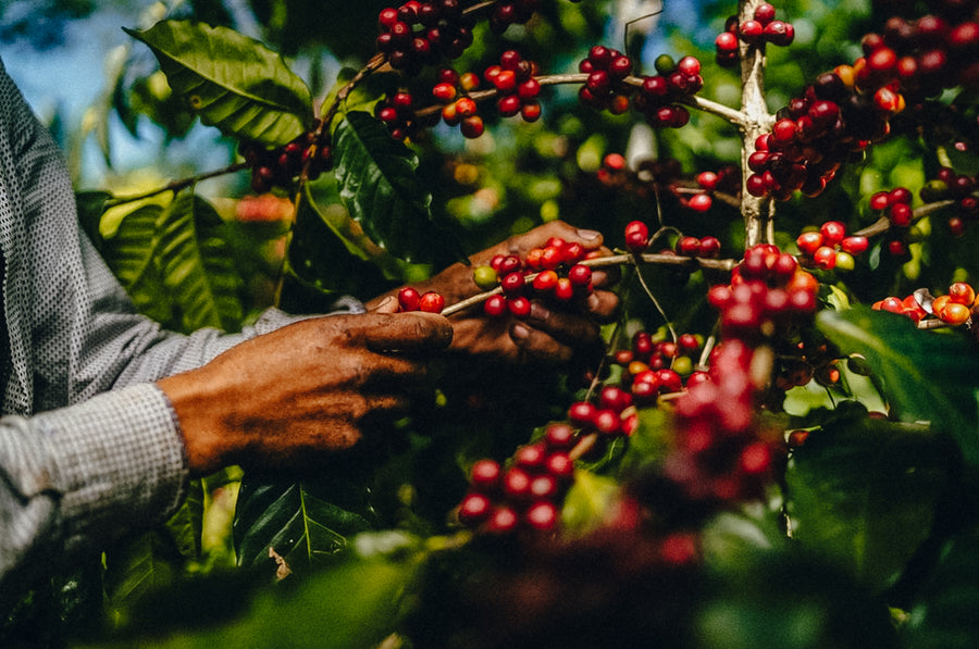 Honduras - Finca Cascaritas Lot 19