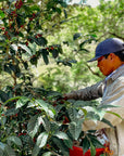 Panama - Symbiosis, Iris Estate