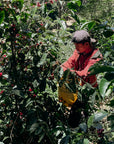 Panama - Nirvana, Finca Deborah