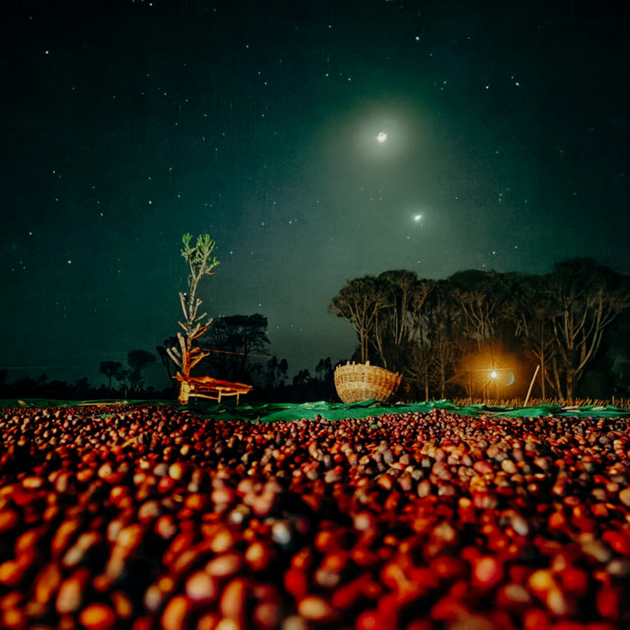 Ethiopia - Guji Uraga Haro Wolabu