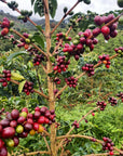 Colombia - Aroma Nativo Bourbon Aji  Hydro Honey Lot 396