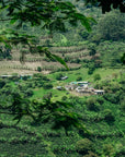 Colombia - Cerro Azul, Geisha Natural