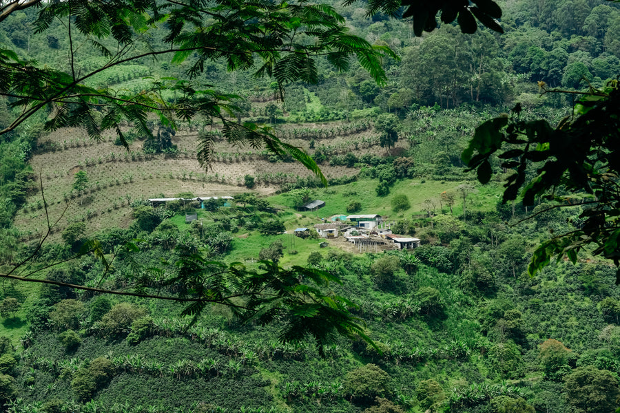 Colombia - Cerro Azul, Geisha Natural