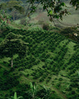 Colombia - Finca Julia Anaerobic