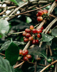 Colombia - Finca Julia Anaerobic