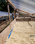 Panama - Finca Nuguo Geisha Washed Lot 841