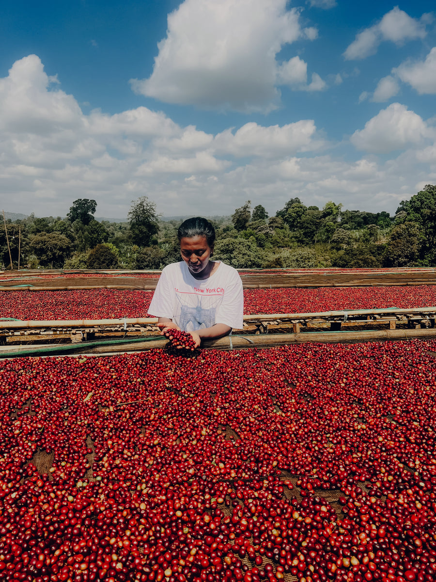 Ethiopia - Arbegona Washed