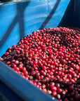 Colombia - Inmaculada Coffee Farms Eugenioides