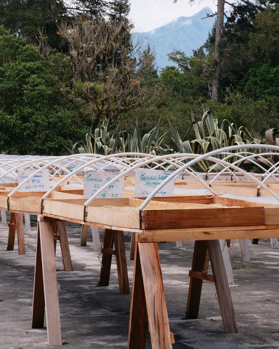 Best of Panama - Janson Coffee Reserve La Higa GN - 20