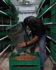 Panama - Lerida Coffee Estate Geisha Honey Lot 07901 Cold Room Drying