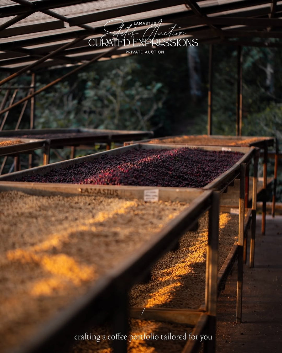 Panama - El Burro Geisha 1301 Natural Lot 16