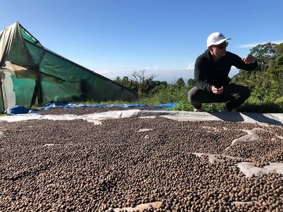 Panama - Mil Cumbres OMO GN Lot 1201